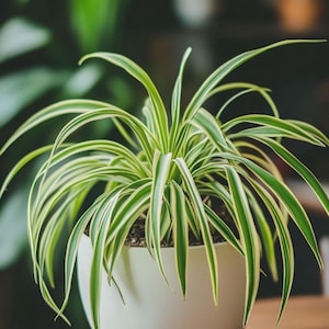 Bonte spinplant, levend in witte pot | Binnen hangende kamerplant | Onderhoudsvriendelijke plant