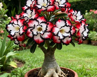Pianta succulenta esotica a forma di rosa del deserto / Adenium Obesum / Pianta succulenta rara