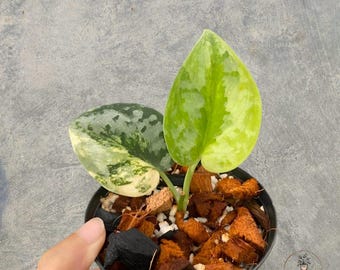 Scindapsus Bakudapati Variegated rare tropical house plant variegated