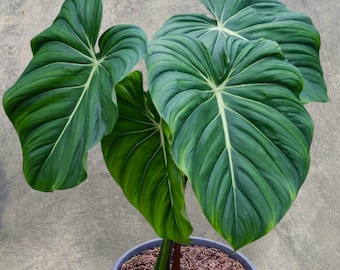 Philodendron Mcdowell Large Size Beauty Variegated unique snake plant