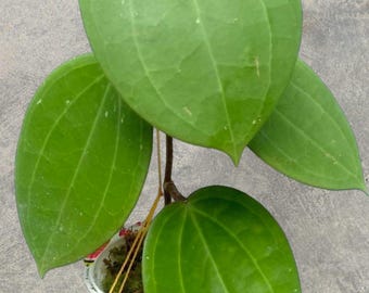 Hoya Macrophylla Green rare tropical house plant variegated