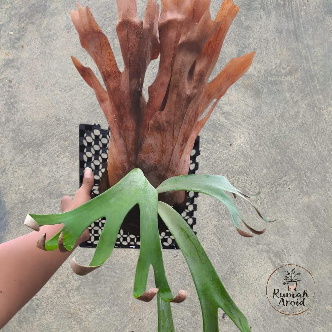 Platycerium Willinckii - Etsy