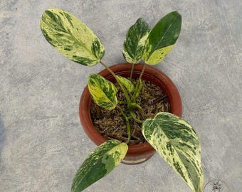 Philodendron Ilsemani Filipine Variegated unique snake plant