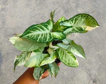 Syngonium White Butterfly Variegated rare tropical house plant variegated