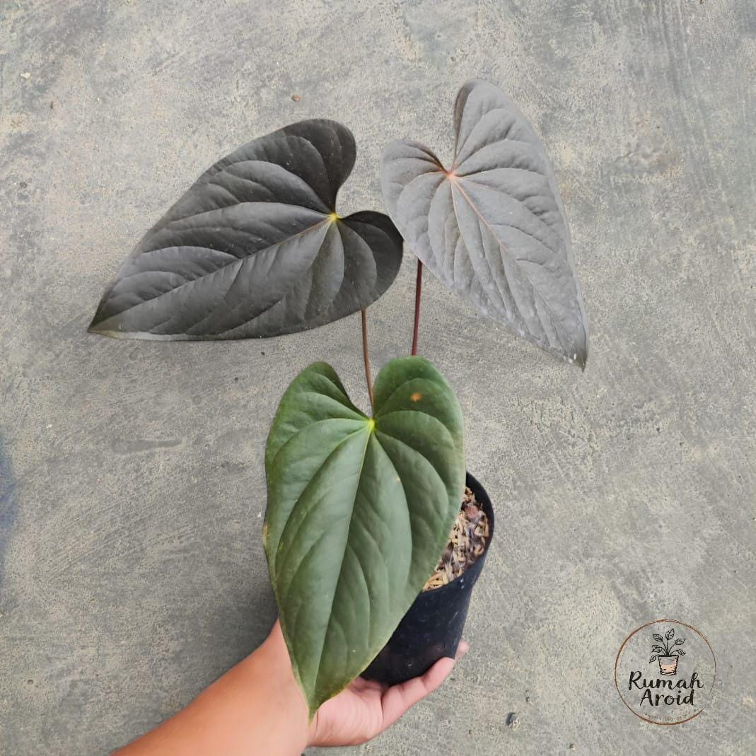 Anthurium Carlablackiae - Etsy Canada