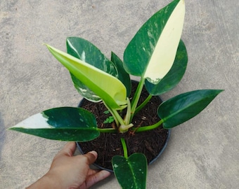 Philodendron Green Congo Variegated unique snake plant