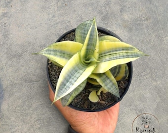 Sansevieria Hybrid Spider, wyjątkowa, pstrokata roślina wężowa