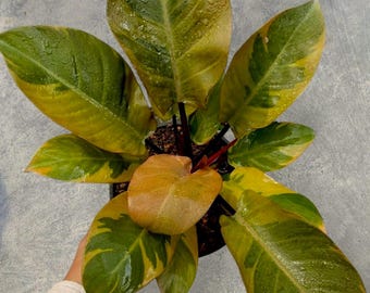 Philodendron Black Cardinal Beauty Large Size Variegated unique snake plant