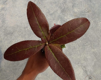 Hoya Buntokensis Red rare tropical house plant variegated