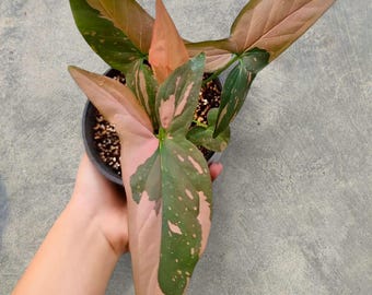 Syngonium Pink Splash Variegated rare tropical house plant variegated