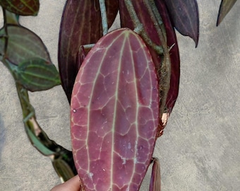 Hoya Macrophylla Red rare tropical house plant variegated