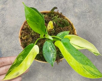 Philodendron Florida Beauty X Squami Variegated singular snakeplant