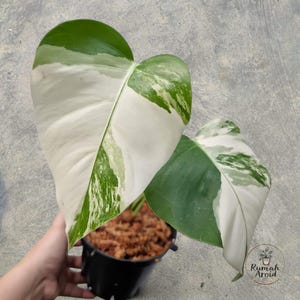 Könnte beinhalten: Nahaufnahme einer Monstera-Pflanze mit großen, panaschierten Blättern. Die Blätter zeigen eine Mischung aus weißen, grünen und dunkelgrünen Mustern. Die Pflanze steht in einem schwarzen Topf mit brauner Erde. Das Bild ist gut beleuchtet.