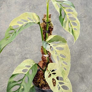 Op de afbeelding: Een bonte Monstera adansonii plant met hartvormige bladeren met crème en groene patronen en natuurlijke vensters. De plant wordt ondersteund door een verticale mosstok in een donkere plastic pot. De tekst Rumah Aroid is zichtbaar.