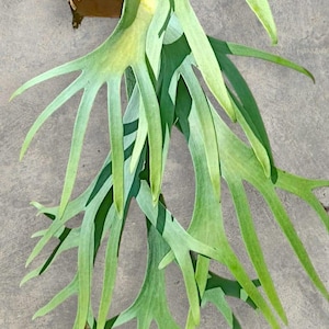 May include: A staghorn fern with long, branching, light green fronds and a brown, textured basal shield at the top. The plant features multiple elongated, antler-like leaves that extend downward. A small circular logo with the text Rumah Aroid is visible.