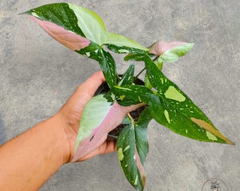 Syngonium Red Spot Tricolor Variegated rare tropical house plant variegated