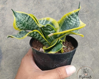 Sansevieria Hahnii Twister, planta serpiente única
