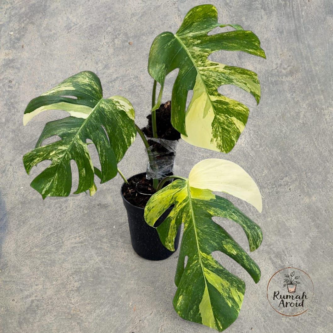 philodendron gloriosum zebra Philodendron gloriosum 'Zebra'  Secret Garden Plant Shop