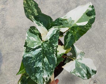 Syngonium Podophyllum Albo Variegated rare tropical house plant variegated