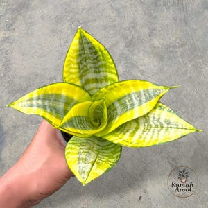 Puede incluir: Primer plano de una planta de Sansevieria, también conocida como planta de serpiente, con hojas a rayas amarillas y verdes vibrantes. La planta está en una maceta negra pequeña. El texto "Rumah Aroid" está en la esquina inferior derecha.