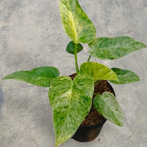 Anthurium Giganteum - Etsy