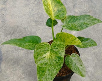 Philodendron Giganteum Marble Blizzard Variegated unique snake plant