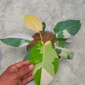 Puede incluir: Una planta en maceta con hojas grandes y abigarradas en tonos verdes, blancos y amarillos. La planta está en una maceta blanca pequeña llena de tierra. Las hojas tienen un patrón único, con secciones de color sólido y áreas de tonos mixtos. La planta es sostenida por una mano.