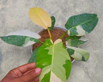 Philodendron Imperial X Golden Dragon Variegated unique snake plant