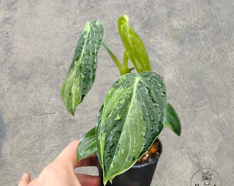 Philodendron Melanochrysum Variegated unique snake plant