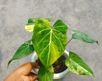 Philodendron Gloriosum Aurea Variegated unique snake plant
