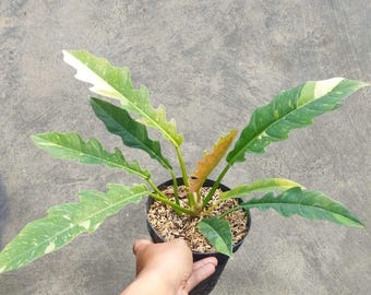 Filodendro Anillo de Fuego Variegado Planta de serpiente única