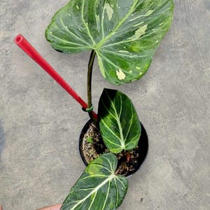 anthurium radicans luxurians Anthurium Radicans x Luxurians  Safa Plant Co