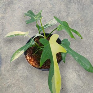 Variegated Pedatum - Etsy