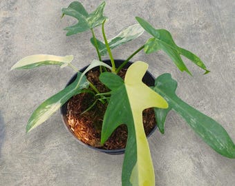 Philodendron Florida Beauty X Pedatum Variegated unique snake plant