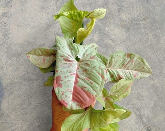 Syngonium Milk Confetti Variegated rare tropical house plant variegated