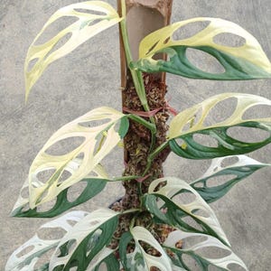 Monstera Adansonii Giant Variegated Medium Size unique Ornamental snake plant