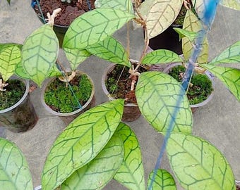 Hoya Ranauensis Sp Borneo Gree rare tropical house plant variegated
