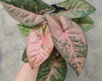 Syngonium Pink Flecked Variegated rare tropical house plant variegated