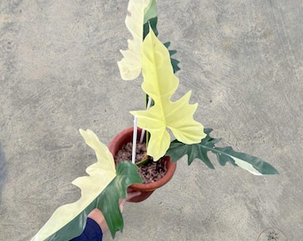Philodendron Golden Dragon bunte einzigartige Schlangenpflanze