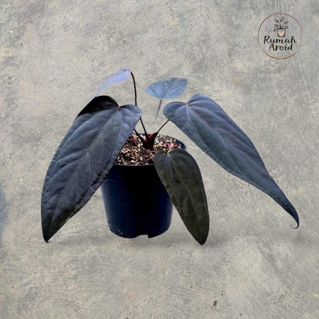 Anthurium papillilaminum - Etsy 日本