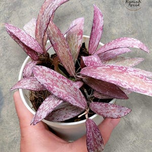 Puede incluir: Una planta Hoya con hojas alargadas y puntiagudas que presentan un patrón variegado de motas de color rosa oscuro, morado claro y blanco crema. La planta está en una maceta de plástico blanca sencilla, y en la esquina superior derecha de la imagen se ve un logotipo circular con el texto Rumah Aroid.