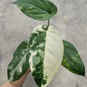 May include: Close-up of a plant with large, variegated leaves. The leaves display a striking pattern of white and dark green, with some leaves predominantly white and others mostly green. The plant has a lush, tropical appearance.