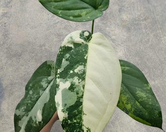 Syngonium Chiapense Variegated rare tropical house plant variegated
