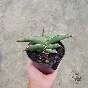 alocasia zebrina umtopfen Alocasia zebrina 'Black Stem'
