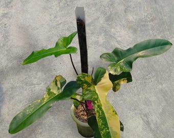Filodendro Brown Beauty Variegado Planta de serpiente única
