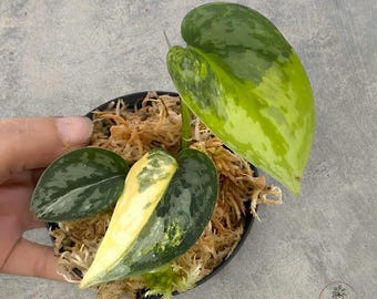 Scindapsus Apolaki Variegated rare tropical house plant variegated