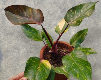 Philodendron Orange Princess Variegated unique snake plant
