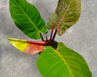 Philodendron Redmoon Beauty Variegated unique snake plant