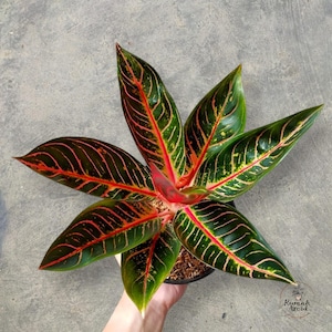 Aglaonema Pride of Sumatra - Etsy
