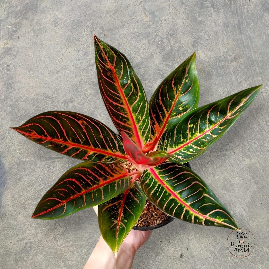 Aglaonema Pride of Sumatra - Etsy